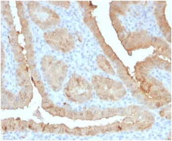 LGALS3 Antibody
