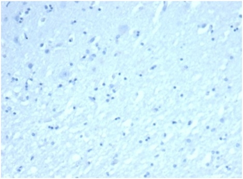 INHA Antibody