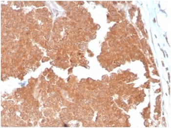 AQP4 Antibody