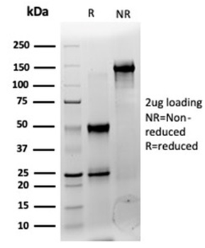 CNOT10 Antibody