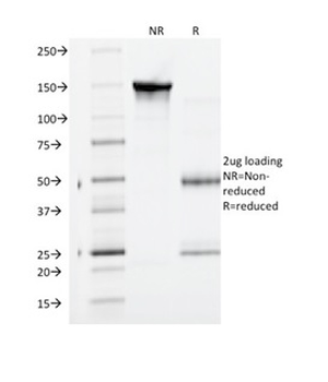 FLT1 Antibody