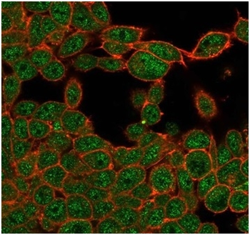ZHX3 Antibody