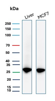 HSPB1 Antibody