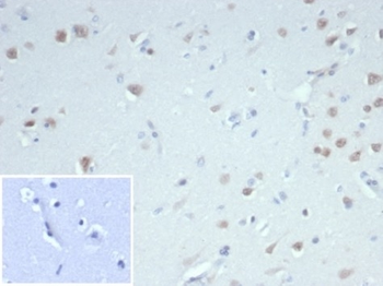 Recombinant Neuronal-Nuclei (NeuN) (Neuronal Marker) Antibody