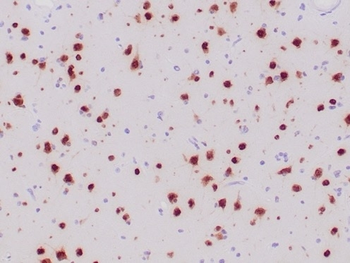 Recombinant Neuronal-Nuclei (NeuN) (Neuronal Marker) Antibody
