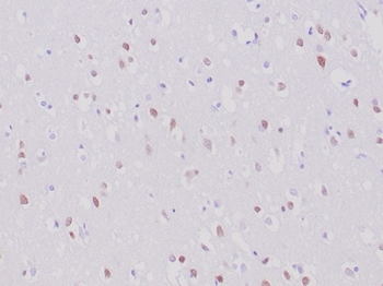 Recombinant Neuronal-Nuclei (NeuN) (Neuronal Marker) Antibody