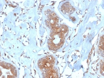 LRG1 Antibody