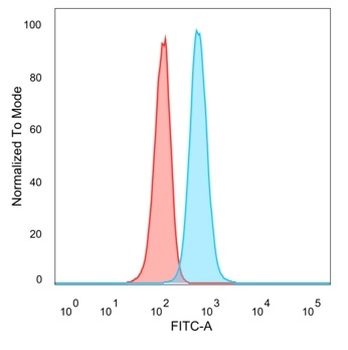 CHEK2 Antibody