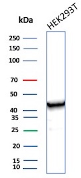 CKB Antibody