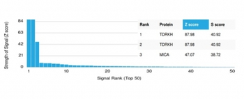 TDRKH Antibody