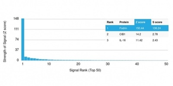 SPTAN1 Antibody