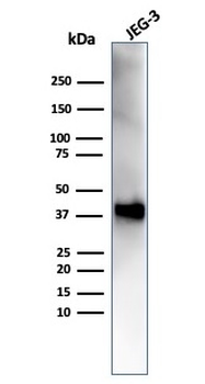 SPARC / Osteonectin Antibody