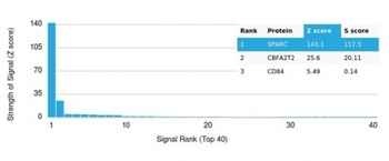 SPARC / Osteonectin Antibody