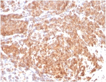 SOD1 Antibody