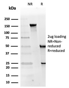 RPA2 Antibody