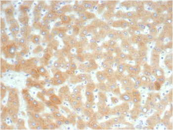 RBP4 Antibody