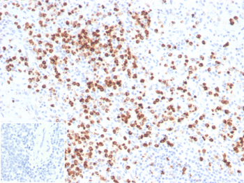 LYZ Antibody