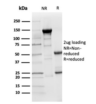 LYZ Antibody
