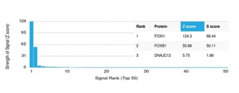 FOXL1 Antibody