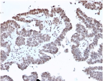 FOXL1 Antibody