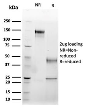 Fas Ligand (FASLG) Antibody