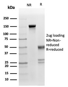 Fas Ligand (FASLG) Antibody
