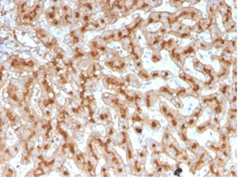 APOE Antibody