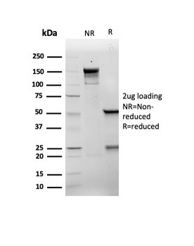 CDKN1A Antibody