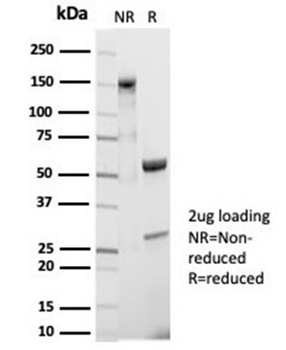 MS4A1 Antibody