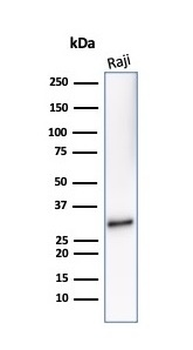 MS4A1 Antibody