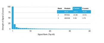 BCL6 Antibody
