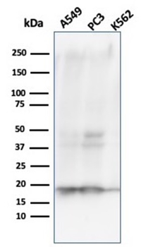 NME1 Antibody