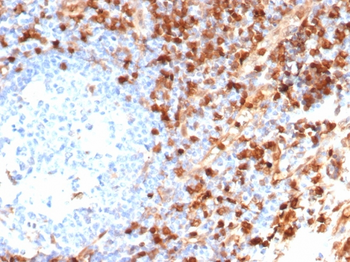 ANXA1 Antibody