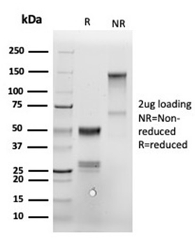 ANXA1 Antibody