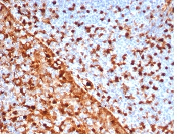 ANXA1 Antibody