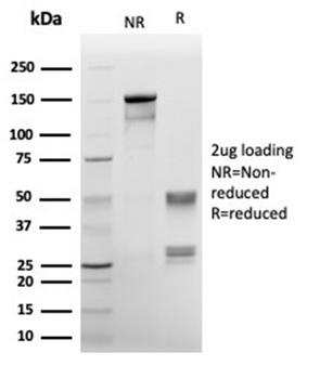 ANXA1 Antibody