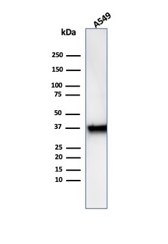 ANXA1 Antibody