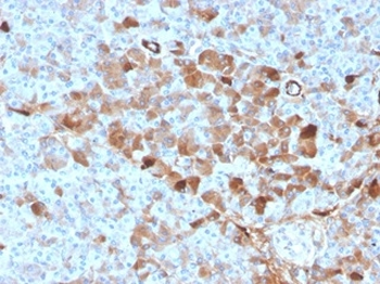 GC Antibody