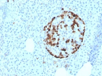GC Antibody