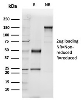 GC Antibody