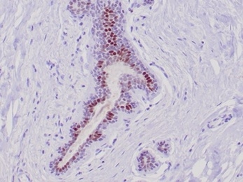 GATA3 Antibody