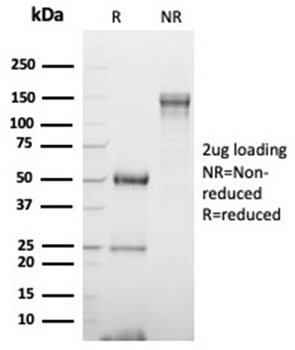 GATA3 Antibody