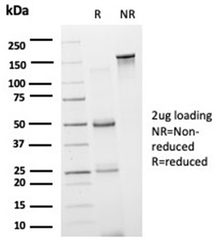 GRAMD4 Antibody