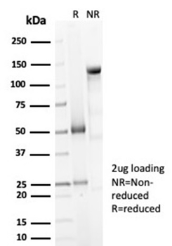 DCN Antibody