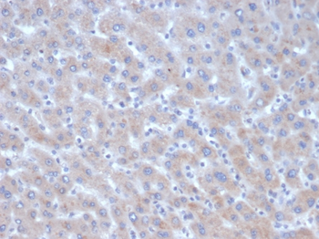 SERPINA3 Antibody