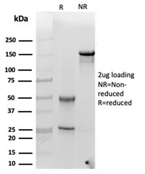 SERPINA3 Antibody