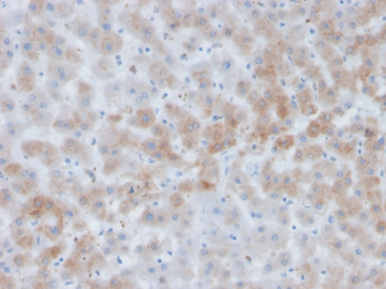 SERPINA3 Antibody