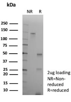 SERPINA3 Antibody