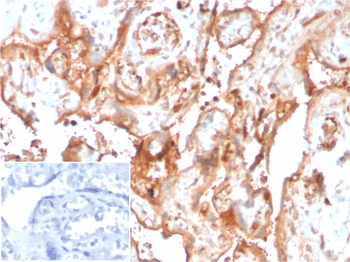 AHSG Antibody