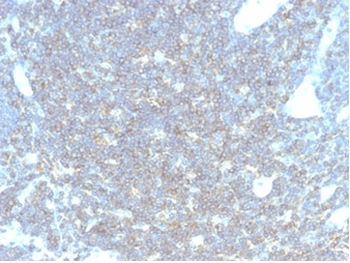 CD48 Antibody